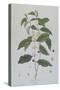 Coffea Arabica (Coffee) Botanical Plate from 'La Botanique Mise a La Portee De Tout Le Monde' by Ni-Genevieve Regnault De Nangis-Stretched Canvas
