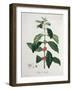 Coffea Arabica from 'Phytographie Medicale' by Joseph Roques-L.f.j. Hoquart-Framed Giclee Print