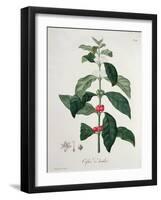 Coffea Arabica from 'Phytographie Medicale' by Joseph Roques-L.f.j. Hoquart-Framed Giclee Print