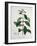 Coffea Arabica from 'Phytographie Medicale' by Joseph Roques-L.f.j. Hoquart-Framed Giclee Print