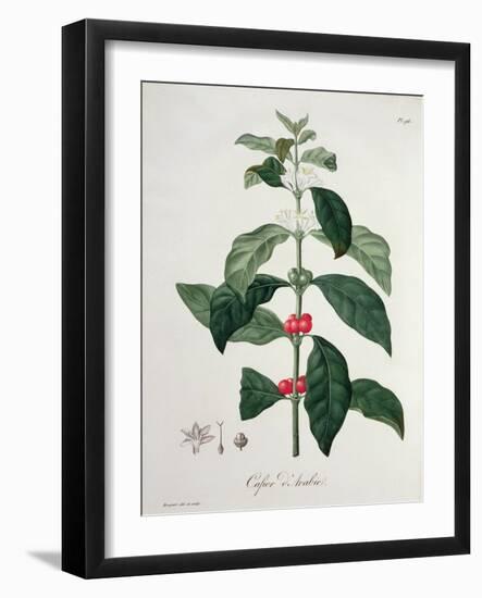 Coffea Arabica from 'Phytographie Medicale' by Joseph Roques-L.f.j. Hoquart-Framed Giclee Print