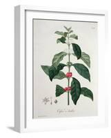 Coffea Arabica from 'Phytographie Medicale' by Joseph Roques-L.f.j. Hoquart-Framed Giclee Print