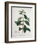 Coffea Arabica from 'Phytographie Medicale' by Joseph Roques-L.f.j. Hoquart-Framed Giclee Print