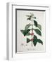 Coffea Arabica from 'Phytographie Medicale' by Joseph Roques-L.f.j. Hoquart-Framed Giclee Print