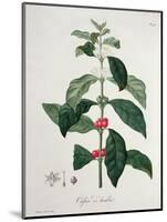 Coffea Arabica from 'Phytographie Medicale' by Joseph Roques-L.f.j. Hoquart-Mounted Giclee Print