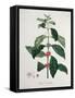 Coffea Arabica from 'Phytographie Medicale' by Joseph Roques-L.f.j. Hoquart-Framed Stretched Canvas