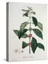 Coffea Arabica from 'Phytographie Medicale' by Joseph Roques-L.f.j. Hoquart-Stretched Canvas