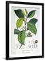 Coffea Arabica-Pancrace Bessa-Framed Giclee Print