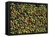 Coffee Beans, Coffee Plantation and Museum, Museo del Cafe, Antigua, Guatemala-Cindy Miller Hopkins-Framed Stretched Canvas