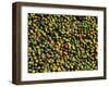 Coffee Beans, Coffee Plantation and Museum, Museo del Cafe, Antigua, Guatemala-Cindy Miller Hopkins-Framed Premium Photographic Print