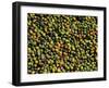 Coffee Beans, Coffee Plantation and Museum, Museo del Cafe, Antigua, Guatemala-Cindy Miller Hopkins-Framed Premium Photographic Print