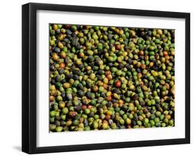 Coffee Beans, Coffee Plantation and Museum, Museo del Cafe, Antigua, Guatemala-Cindy Miller Hopkins-Framed Premium Photographic Print