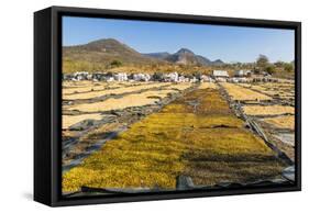 Coffee Beans Drying in the Sun in the Important Growing Region around This Northern City-Rob Francis-Framed Stretched Canvas