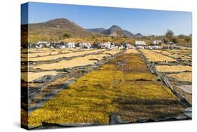 Coffee Beans Drying in the Sun in the Important Growing Region around This Northern City-Rob Francis-Stretched Canvas