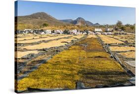 Coffee Beans Drying in the Sun in the Important Growing Region around This Northern City-Rob Francis-Stretched Canvas