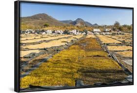 Coffee Beans Drying in the Sun in the Important Growing Region around This Northern City-Rob Francis-Framed Photographic Print