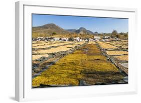 Coffee Beans Drying in the Sun in the Important Growing Region around This Northern City-Rob Francis-Framed Photographic Print