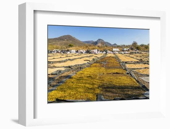 Coffee Beans Drying in the Sun in the Important Growing Region around This Northern City-Rob Francis-Framed Photographic Print