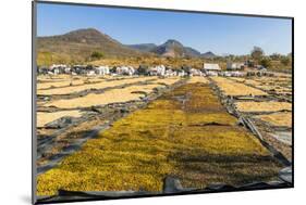 Coffee Beans Drying in the Sun in the Important Growing Region around This Northern City-Rob Francis-Mounted Photographic Print