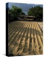 Coffee Beans Drying in the Sun, San Pedro, Atitlan Lake, Guatemala, Central America-Aaron McCoy-Stretched Canvas