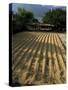 Coffee Beans Drying in the Sun, San Pedro, Atitlan Lake, Guatemala, Central America-Aaron McCoy-Stretched Canvas