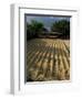 Coffee Beans Drying in the Sun, San Pedro, Atitlan Lake, Guatemala, Central America-Aaron McCoy-Framed Photographic Print