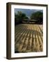 Coffee Beans Drying in the Sun, San Pedro, Atitlan Lake, Guatemala, Central America-Aaron McCoy-Framed Photographic Print