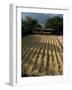 Coffee Beans Drying in the Sun, San Pedro, Atitlan Lake, Guatemala, Central America-Aaron McCoy-Framed Photographic Print