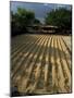 Coffee Beans Drying in the Sun, San Pedro, Atitlan Lake, Guatemala, Central America-Aaron McCoy-Mounted Photographic Print