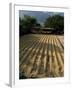 Coffee Beans Drying in the Sun, San Pedro, Atitlan Lake, Guatemala, Central America-Aaron McCoy-Framed Photographic Print