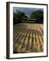 Coffee Beans Drying in the Sun, San Pedro, Atitlan Lake, Guatemala, Central America-Aaron McCoy-Framed Photographic Print