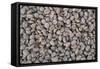 Coffee Beans Drying-Paul Souders-Framed Stretched Canvas