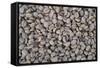 Coffee Beans Drying-Paul Souders-Framed Stretched Canvas