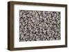 Coffee Beans Drying-Paul Souders-Framed Premium Photographic Print