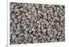 Coffee Beans Drying-Paul Souders-Framed Photographic Print