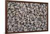 Coffee Beans Drying-Paul Souders-Framed Photographic Print