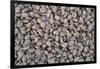 Coffee Beans Drying-Paul Souders-Framed Photographic Print
