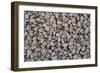 Coffee Beans Drying-Paul Souders-Framed Photographic Print