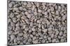 Coffee Beans Drying-Paul Souders-Mounted Photographic Print