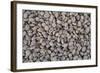 Coffee Beans Drying-Paul Souders-Framed Photographic Print