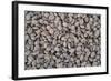 Coffee Beans Drying-Paul Souders-Framed Photographic Print