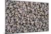 Coffee Beans Drying-Paul Souders-Mounted Photographic Print