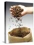 Coffee Beans Falling from Someone's Hand into a Sack-Gustavo Andrade-Stretched Canvas