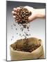 Coffee Beans Falling from Someone's Hand into a Sack-Gustavo Andrade-Mounted Photographic Print