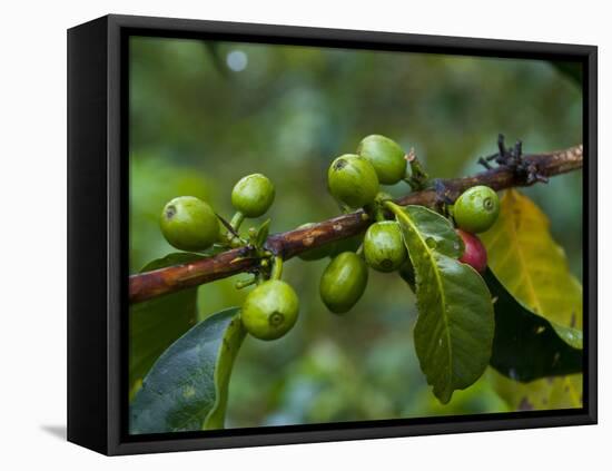 Coffee Beans, Highlands, Papua New Guinea, Pacific-Michael Runkel-Framed Stretched Canvas