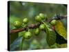 Coffee Beans, Highlands, Papua New Guinea, Pacific-Michael Runkel-Stretched Canvas