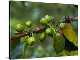 Coffee Beans, Highlands, Papua New Guinea, Pacific-Michael Runkel-Stretched Canvas