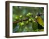 Coffee Beans, Highlands, Papua New Guinea, Pacific-Michael Runkel-Framed Photographic Print