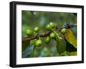 Coffee Beans, Highlands, Papua New Guinea, Pacific-Michael Runkel-Framed Photographic Print