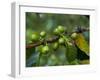 Coffee Beans, Highlands, Papua New Guinea, Pacific-Michael Runkel-Framed Photographic Print